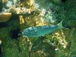 Yellowtail Parrotfish