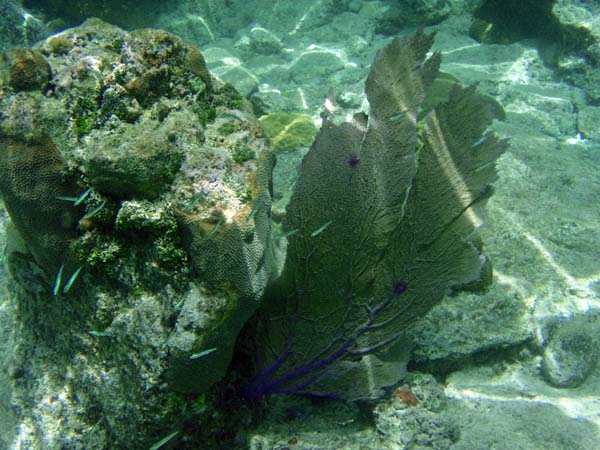 Sea Fan