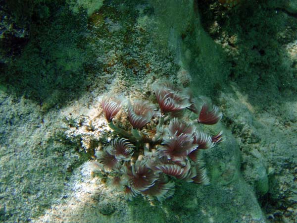 Tube Worms