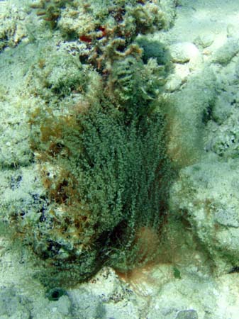 Unknown Sponge