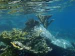 Staghorn Coral