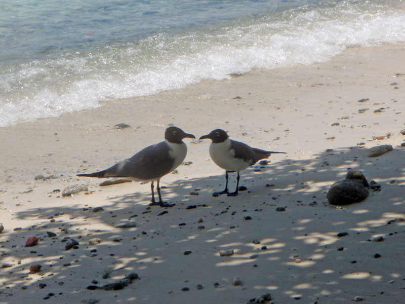 230 Seagull Lovers