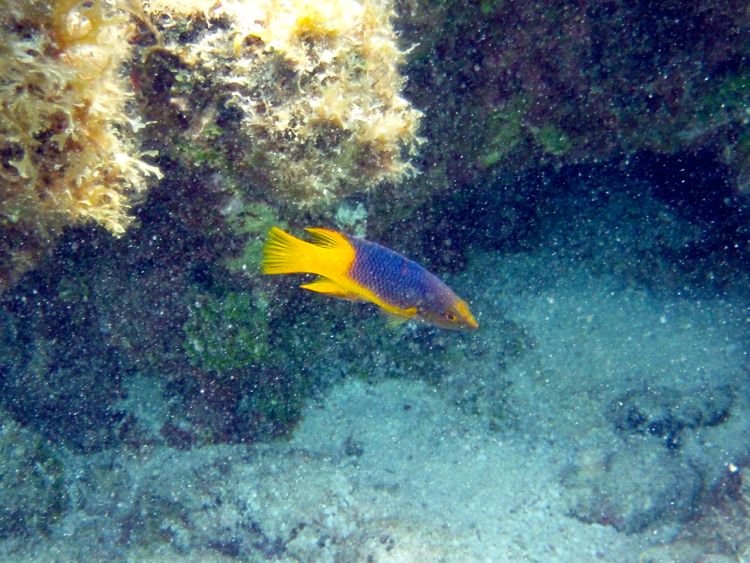 Spanish Hogfish Juvenile