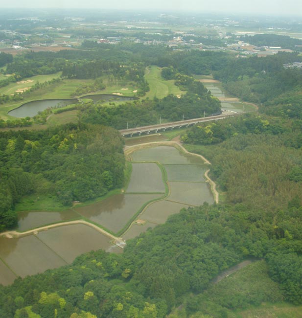 a Rice and golf fields