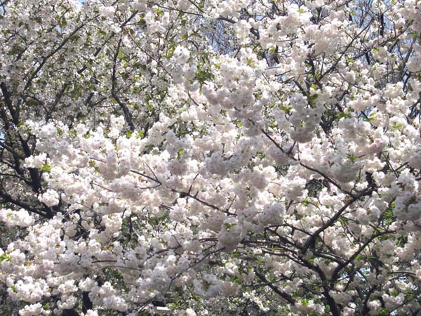 Cherry Snow
