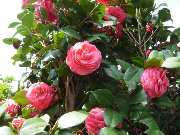 283 Camellias 