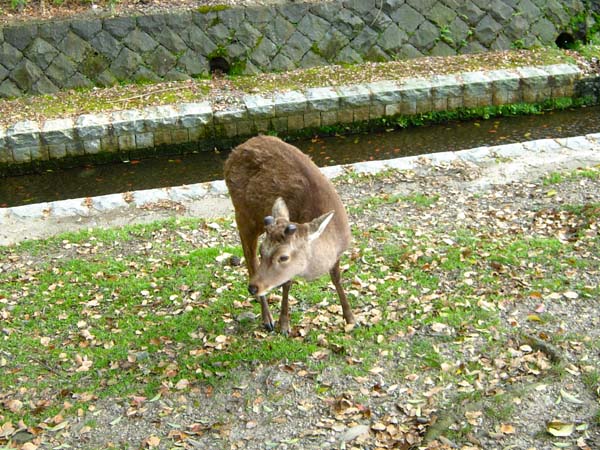 356 Nara Deer