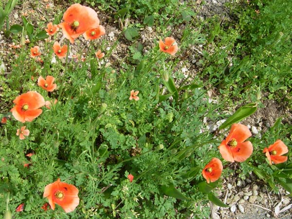 376 Wild Poppies