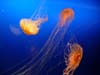 200 Sea Nettles