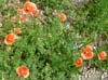 376 Wild Poppies