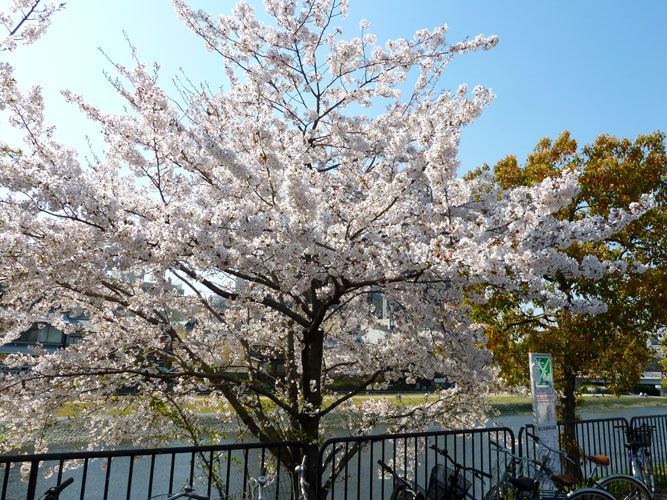 64 Kyoto tree