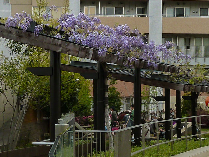 92 Wisteria