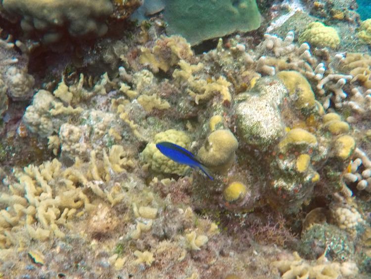 Blue Chromis