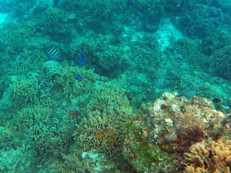 Cozumel Reef Community