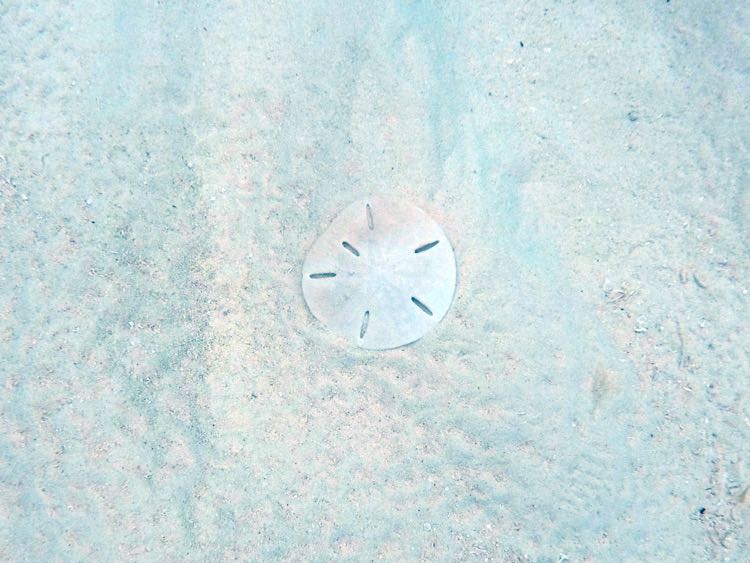 Sand Dollar (skeleton)