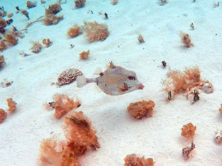 Smooth Trunkfish