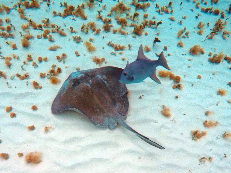 Southern Stingray with Ocean Triggerfish