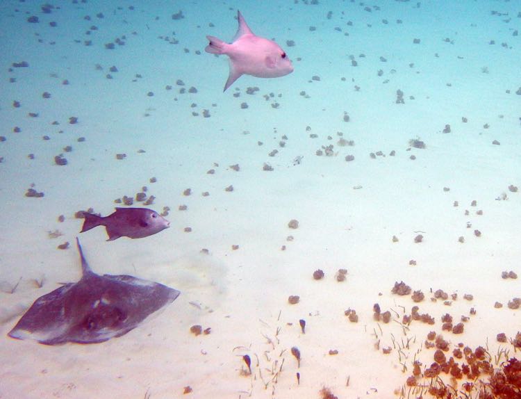 Southern Stingray with two Ocean Triggerfish