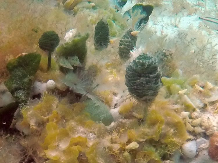 Split-crown Feather Duster Worm