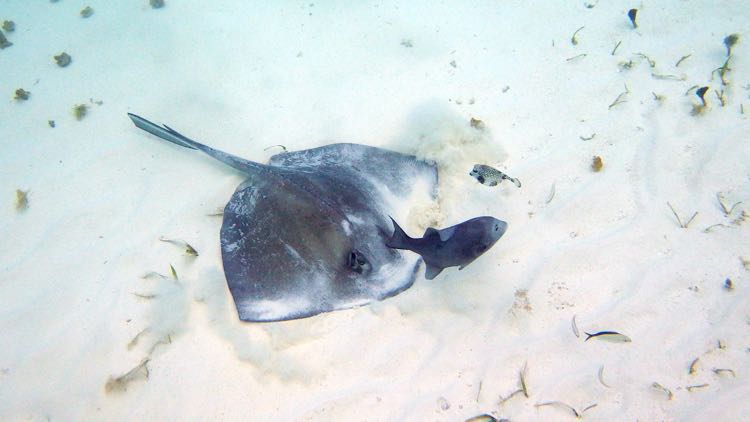 Stingray, Triggerfish and smooth trunkfish