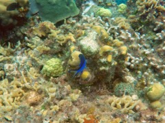 Blue Chromis