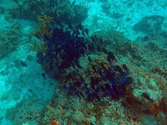 Blue Tang School