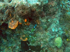 Bluehead Wrasse (4