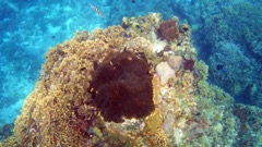 Brown Variable Sponge