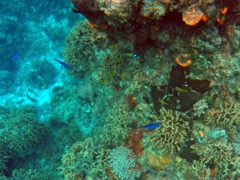 Cozumel Reef Community