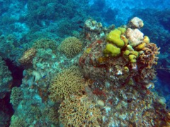 Cozumel Reef Community