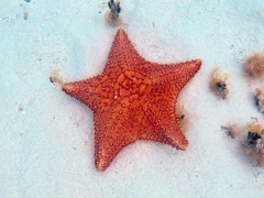 Cushion Sea Star