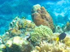 Eliptical Star Coral (left), Mustard Hill Coral (center)