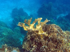 Elkhorn Coral