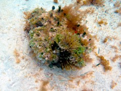 Giant Tube Anemone