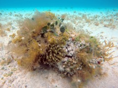 Giant Tube Anemone