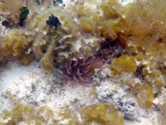 Giant Tube Anemone