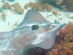 Gray Angelfish Juvenile with Southern Stingray