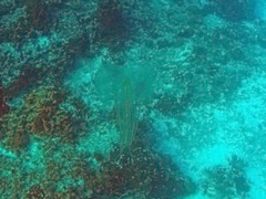 Jellyfish (Can't ID)