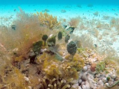 Pinecone Algae