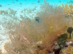 Pink Bush Algae