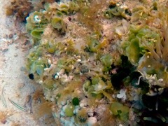 Saucer Leaf Alga