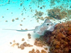 Southern Stingray with Gray Angelfish Juvenile 