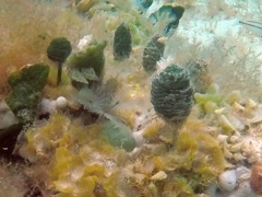 Split-crown Feather Duster Worm