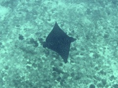 Spotted Eagle Ray