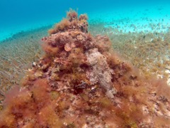 Spotted Scorpionfish (10