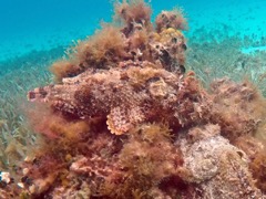 Spotted Scorpionfish (10