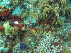 Stoplight Parrotfish