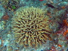 Thin Leaf Lettuce Coral