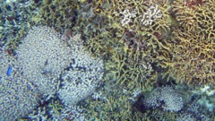 Yellow Pencil Coral