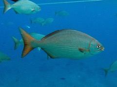 Bermuda Chub